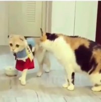 گربه خوش لباس