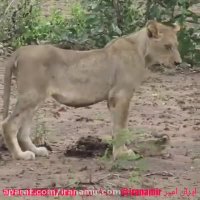 کلیپ 3:9 ثانیه ای در باره هوش .مهربانی و زیبای حیوانات