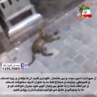 از حیوانات آسیب دیده  و بى خانمان  نگهداری کنیم.