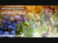 فروش نهال انگور (12) در تاکستان ایران انگور 09141811520