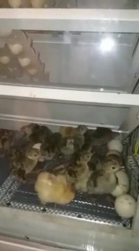 دستگاه جوجه کشی 500 تایی هدهد خراسان