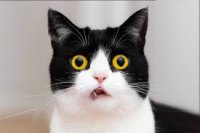 ‏صدای گربه در کشورهای مختلف