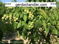 بهترین ارقام نهال گردوی اسرائیلی | 09141832393