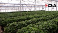بحران آب و کشت گلخانه ای