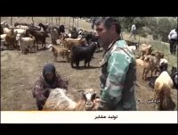 تولید سالانه 10 هزار تن فرآورده های دامی عشایردره شهر
