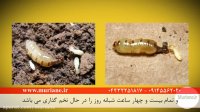 موریانه ها چه می خورند؟