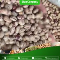 فروش لوبیا چیتی بوجار