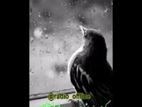 وای باران باران