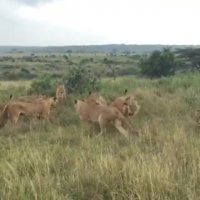 جدال شیرهای ماده با شیر نر