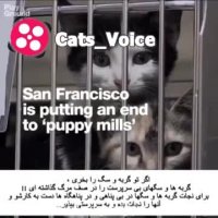 با هر خرید تو ، سگها و گربه هاى بی سرپرست كشته میشن