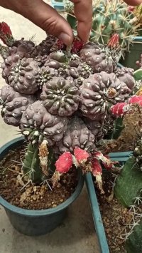 بذر گیری از کاکتوس