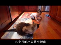 baby talk to siamese cat