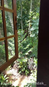 پنجره ی روبه جنگل با صدای مرغ های سیلانی