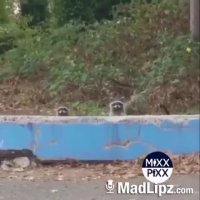 حاضر غایب راکون ها