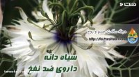 خواص سیاه دانه سرشار از ویتامین و مواد معدنی