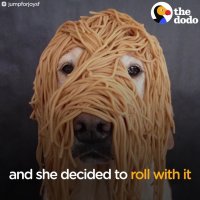 Smart Dog Balances Food On His Head | The Dodo