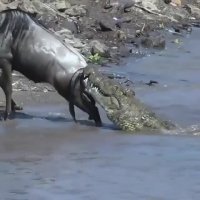 نجات گوزن یالدار از مرگ