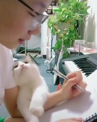 گربه ملوس و دلبر