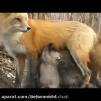 مهربانی درحیات وحش