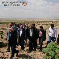 تولید کننده نهال برتر گل محمدی یگانه در کاشان