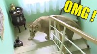 کلیپ نفسگیر از ورود حیوانات خطرناک به زندگی انسان ها