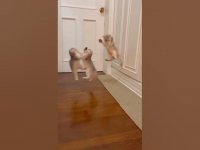 کلیپ خنده دار کوتاه از گربه های دیوانه !