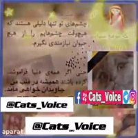 اون فقط یه گربه بود ولى آنقدر آدم بود كه