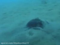 اختاپوس نارگیلی