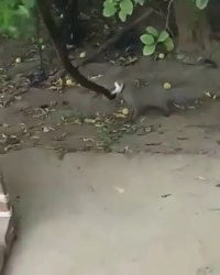 شکارچی ماهر مار