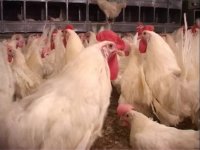 قیمت فروش جوجه ومرغ تخم گذار تولید تخم مرغ