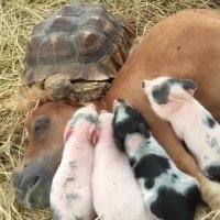 دیگه کسی نبود بیاد بخوابه؟