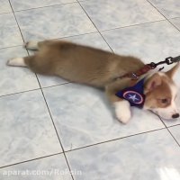 حیوانات دوست داشتنی و لحظات دیدنی!