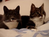 تلپاتی گربه ها