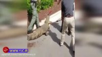 پیدا شدن کروکودیل در باغچه یک خانه!
