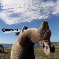 کلیپ شاد روز جمعه