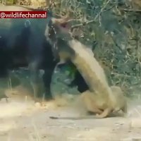 جنگ شیر و بوفالو