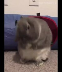 دستش به گوشش نمیرسه