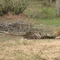 عقابی که داشت مار شکار می‌کرد اما خودش شکار پلنگ شد