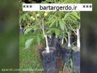 خرید انواع نهال گردو باکیفیت با بهترین باردهی | 09141832393