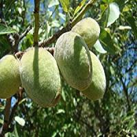 فروش درخت بادام یلدا 09120460354