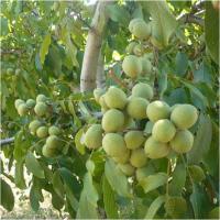 فروش نهال گردو چندلر ژنوتیپ 09121270623