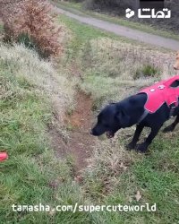 سگ مستقل و بی نیاز از دنیا