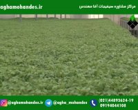 کاشت داشت و برداشت گوجه فرنگی