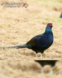 مجتمع پرورش قرقاول رضوی در مشهد