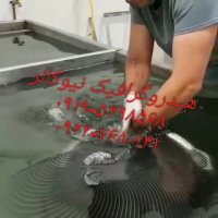 تولید وان واترترانسفر09195498568نیوکالر