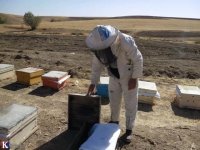 خرید عسل طبیعی وارگانیک