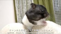 همستر بامزه What happens to a hamster full of cheek pouches with cookies