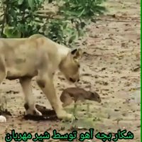 شکار بچه آهو توسط شیر مهربان