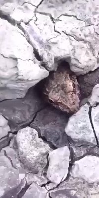 آروم تر از این حیوون مگه داریم؟