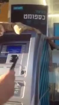 گربه خسته ریلکس کرده رو دستگاه خودپرداز